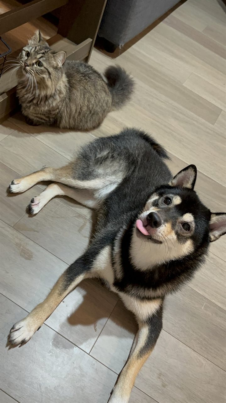 フローリングに寝そべって舌を出している黒柴犬と、その後ろで座っている長毛の茶トラ猫